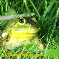 /home//u458753944/public_html/sourcegallery/////////Frogs/More bullfrogs/P7010198.JPG